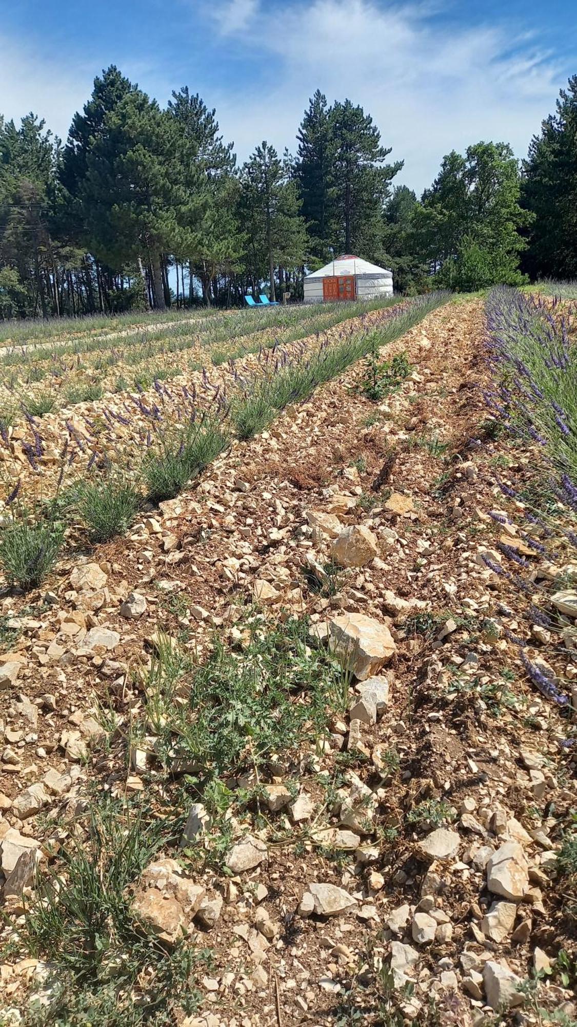 A Ventoux Yourte Monieux Bagian luar foto
